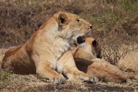 3-day safari to Serengeti National Park
