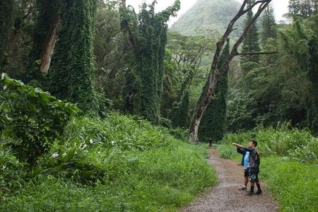 Manoa Falls Rainforest & Self-Guided Hike