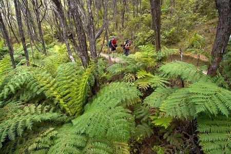 Kayak & Pitt Head Nature Loop - Guided Kayak & Unguided Walk - New Zealand