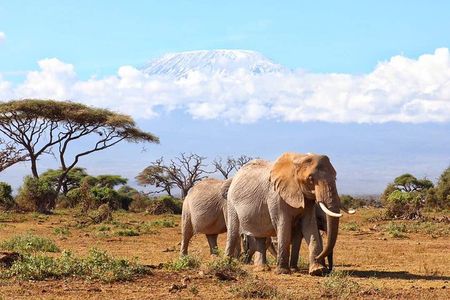 6days Masai mara-lake nakuru via Lake naivasha-Amboseli 4x4 jeep Safari