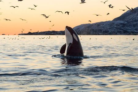 Whale Watching RIB Experience (Without Transfer Tromso-Skjervoy)