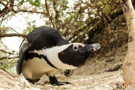 Cape Peninsula Private Tour
