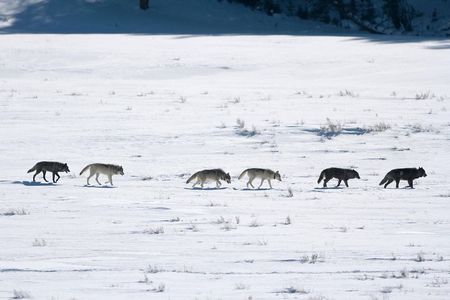 Private Yellowstone Winter Wolf Watching and Wildlife Safari 