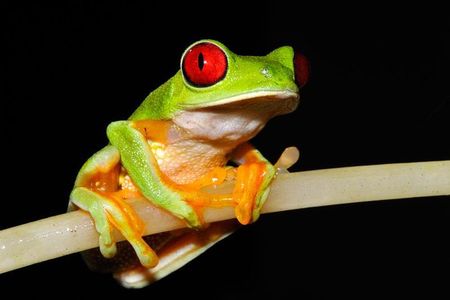 Frog Watching Night Walk