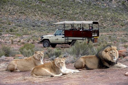 Aquila Safari Private Game Reserve Afternoon Game Drive