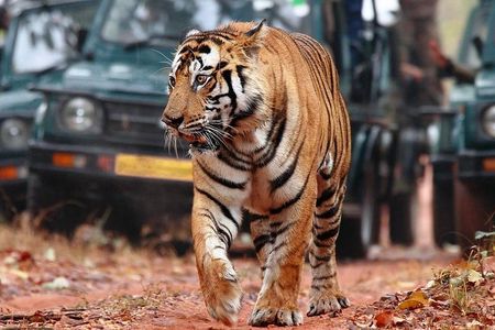 8Days Golden triangle with Ranthambore & Pushkar from Delhi Include Hotels & Car