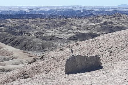 Wonderful Welwitschia Goanikontes Moonlandscape Tour