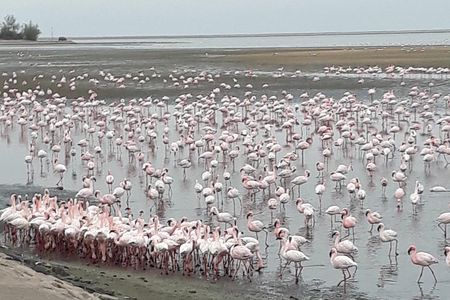 Sandwich Harbour Adventure: Seals and Sandwich harbour dune drive