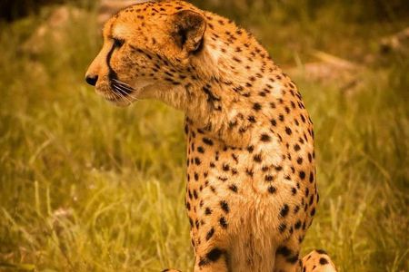 Aberdares/ Lake Nakuru/ Masai Mara 5 Days Lodge Safari