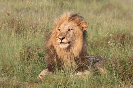 Safari Pilanesberg Nature Reserve & Monkey Sanctuary 