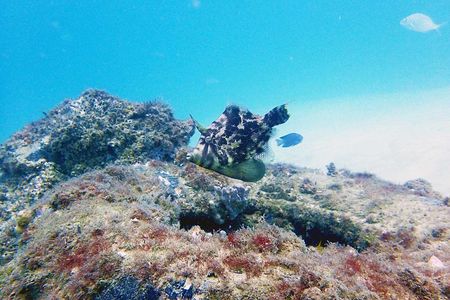 Wave Break Island Scuba Diving on the Gold Coast
