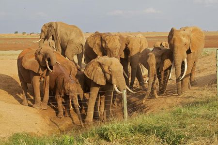 Amboseli/ Tsavo West/ Tsavo East 5 Days Safari