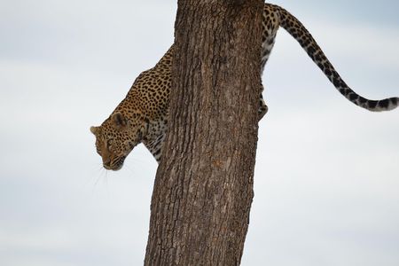 Lake Nakuru/ Lake Naivasha/ Maasai Mara 5 Days Lodge Safari