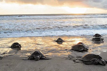 3-day Tortuguero Expedition 