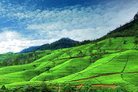 Private Full Day Tour to Nuwara Eliya from Kandy