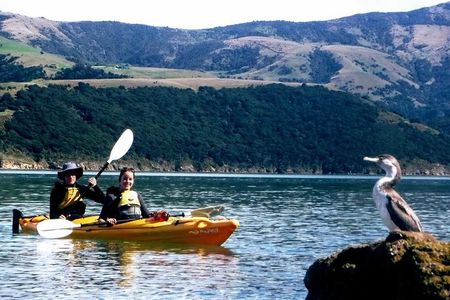 Small group guided sea kayaking in Akaroa marine reserve
