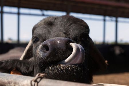 Visit to the Bufale and Dairy farm with cheese tasting