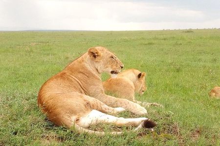 Giraffe center, stedmark animals haven & Nairobi Park Tour