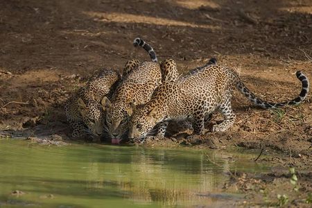 Yala National Park Full Day Safari from Hambantota Cruise Terminal 