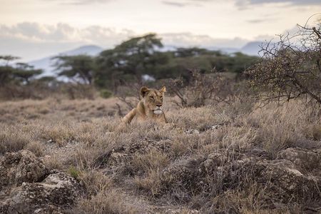Day Trip - Tarangire National Park