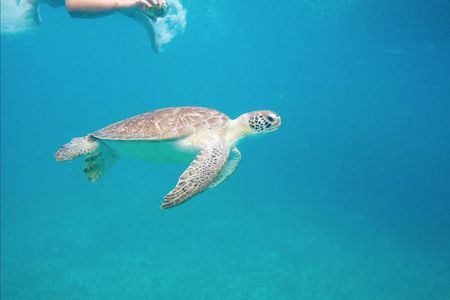 Boomerang's Best of St. Martin/Maarten: Swim with Turtles