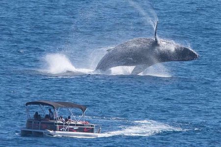 Whale Watching in Cabo San Lucas on board our Luxury Trimaran! 
