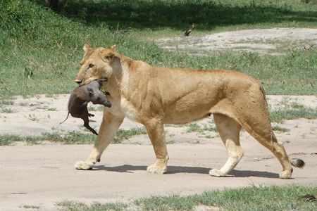 3 Days Safari to Tarangire NP, Ngorongoro Crater and Lake Manyara NP