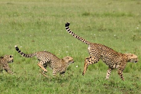 Maasai Mara Under Canvas 3 Days Safari