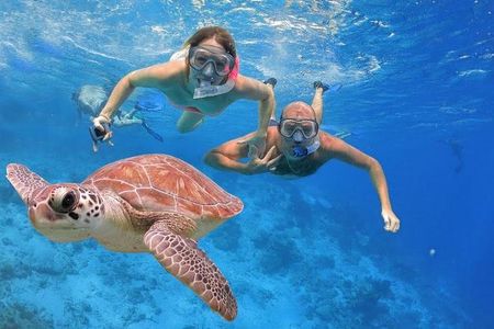 Abu Dabab Swim with Turtles Private tour