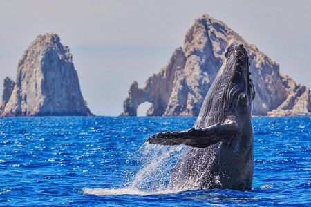 Whale Watching Tour in Glass Bottom Boat (VisitA Cabo)