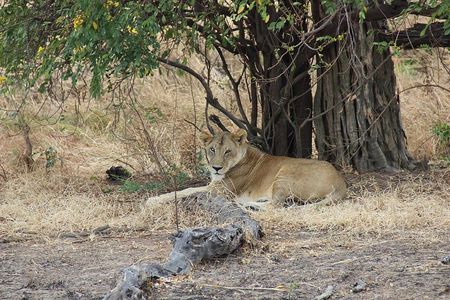 3 Days Tanzania Safari - Emnel Adventures