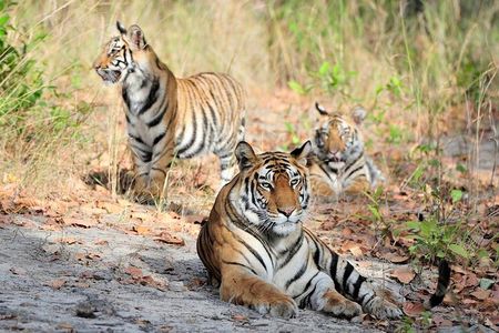 6 Day Private Tour of Taj with Glimpse of Tiger & Culture of Rajasthan