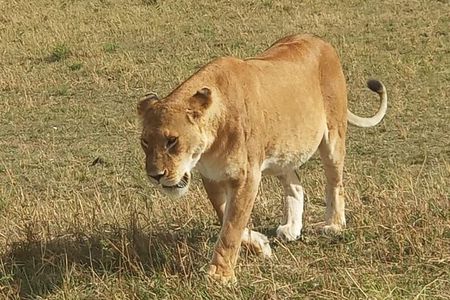 3 day Maasai Mara Adventure Group Safari