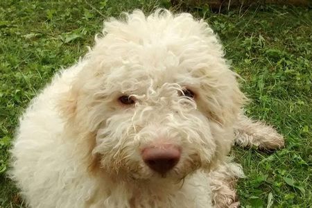 Truffle hunting and lunch experience in a restaurant