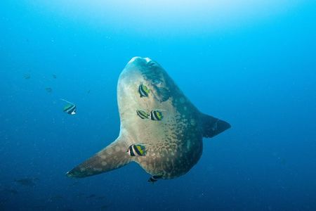 Nusa Penida Three Dives Trip for Certified Divers