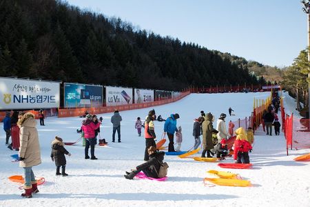 [Private Tour] Nami Island & Snow Viewing and Snow sled (More Members Less Cost)
