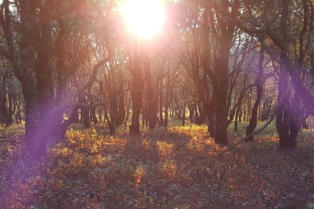 Horseback riding and camping in the mountains