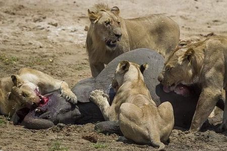 Chobe Day Trip
