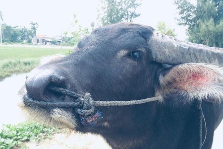 Riding Water Buffalo Hoi An Private Bike Tour