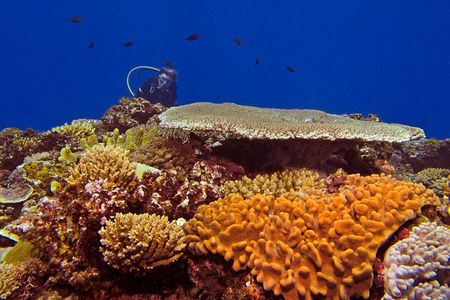 Certified Scuba Diving with Whitetip Marine Adventures team