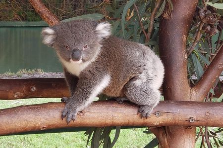 Perth Wildlife Park & City Highlights - Premium Small Group Tour