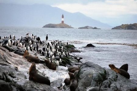 Beagle Channel Navigation Penguin Colony 