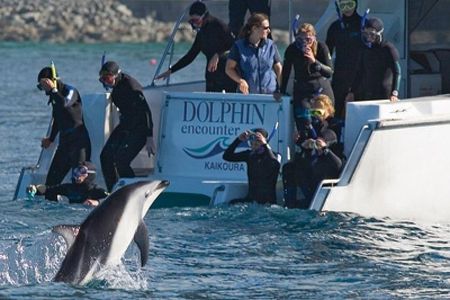 Kaikoura Swim with Dolphins Tour from Christchurch