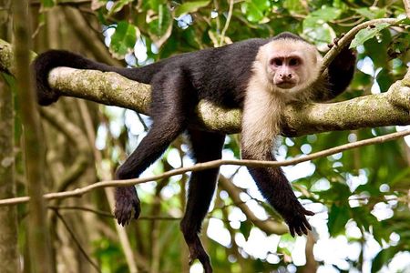 Manuel Antonio rain forest park and beach tour