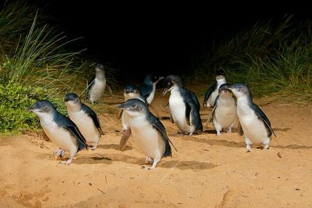 [Private Tour] “Penguin Parade” Phillip Island Tour. 