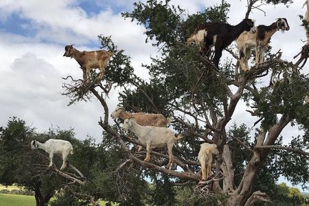 Goats climbing the trees