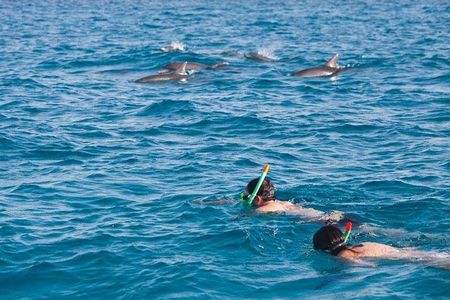 Doiphin Trip With Banana Boat vip