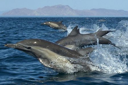 Kauai's South Side Whale and Dolphin Zodiac Boat Adventure