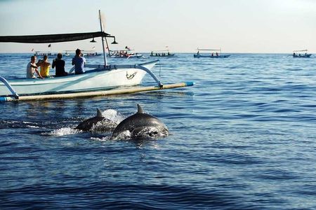 Dolphin Discovery: Exploring the Wild Habitat in North Bali