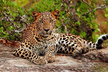 Yala National Park Safari - Private Tour